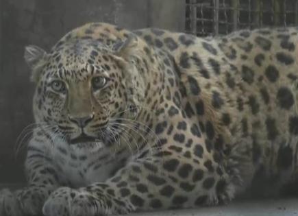 Leopardo famoso por sobrepeso en China, será puesto a dieta