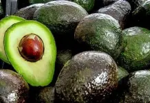 Nayarit busca exportar aguacate a EU ante suspensión para Michoacán Nayarit busca exportar aguacate a EU ante suspensión para Michoacán