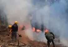 Incendios Forestales en Chihuahua: Situación Actual y Medidas de Prevención