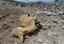 Sequía ubica a SLP entre los estados con mayores pérdidas en el campo