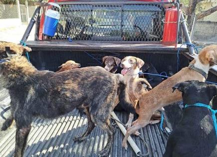 Denuncian maltrato animal en la Col. Márquez