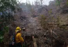 Reportan 5 incendios forestales en Veracruz en 24 horas