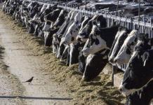 Una persona con gripe aviar tras contacto con vacas lecheras infectadas en EE.UU.