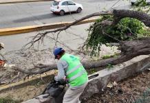 En Soledad cayeron 11 árboles por vientos