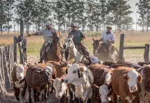 Importancia de la Seguridad Alimentaria y Vacunaci&oacute;n del Ganado en Latinoam&eacute;rica