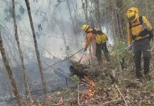 Cuatro incendios forestales están activos en la Huasteca