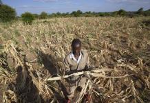 Impacto de la sequía en África y la crisis alimentaria