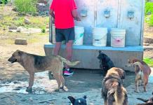 Historia de un rescatista de perros en León