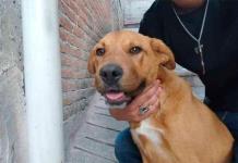 Caso Camila: Rescatan a segundo perro de mujer linchada en Taxco