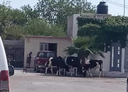 Vacas sueltas en las calles de Matehuala