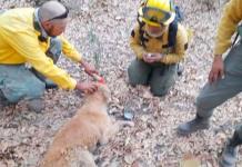 Emotivo rescate de un perro en zona de incendio