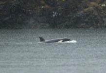 Emotivo rescate de orca en remota laguna canadiense