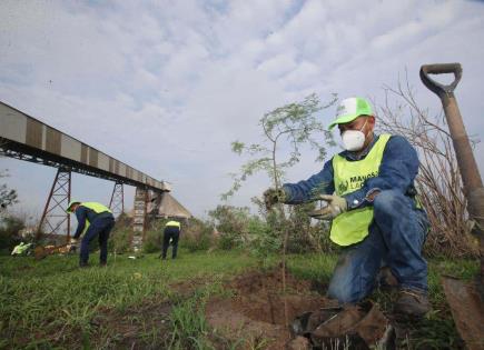 Para reforestar Monterrey cultivan cientos de árboles.