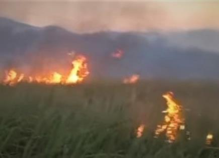Video | Fuego arrasa con pastizales y cañas
