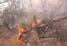 Ya suman 10 los incendios forestales en SL