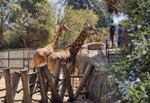 Impacto del Eclipse Solar en el Zoológico de Chapultepec