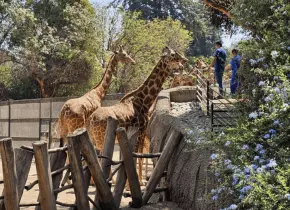 Zoológico de Chapultepec celebra 102 años con diversas actividades