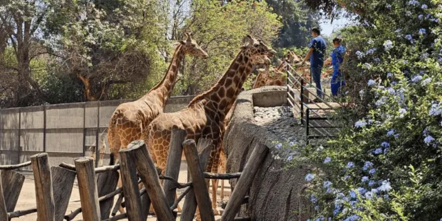Zoológico de Chapultepec celebra 102 años con diversas actividades