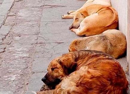 Habitantes solicitan una razzia canina