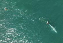 Operativo de rescate de ballena gris en California