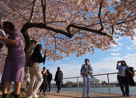 Japón regalará 250 cerezos nuevos a EU
