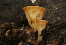 Descubrimiento del hongo comestible en Paraguay Descubrimiento del hongo comestible en Paraguay