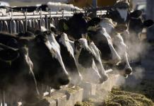 Gripe Aviar en Vacas Lecheras de EEUU