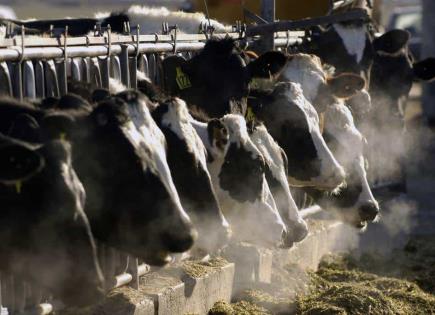 Gripe Aviar en Vacas Lecheras de EEUU
