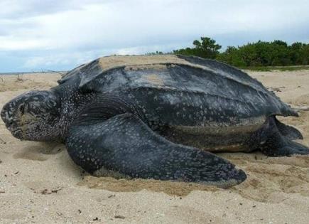 Un ejemplar de la tortuga marina más grande deposita sus huevos en una playa de Venezuela