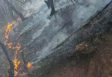 Reforestar sierra quemada requiere "no s&oacute;lo pinos"
