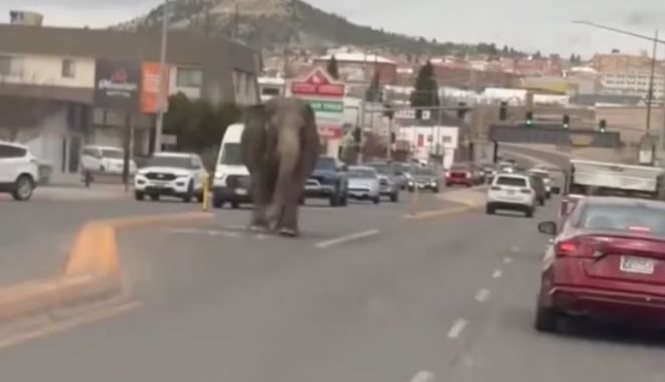 Noticia: Elefante escapa en Montana