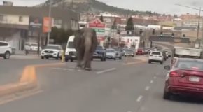Fuga de Elefante en Butte, Montana