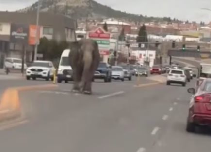 Fuga de Elefante en Butte, Montana