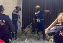 Joven y perros atacados por pitbull en incidente