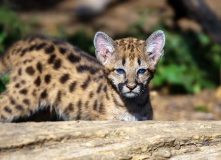 Muerte de jaguar y problemas de salud en zoológico de Morelia