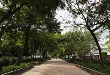 Bosques urbanos, una solución verde para oxigenar las grandes ciudades