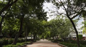Bosques urbanos, una solución verde para oxigenar las grandes ciudades