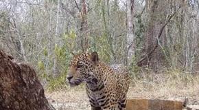 Video | Jaguar es captado en una zona de Ciudad Valles
