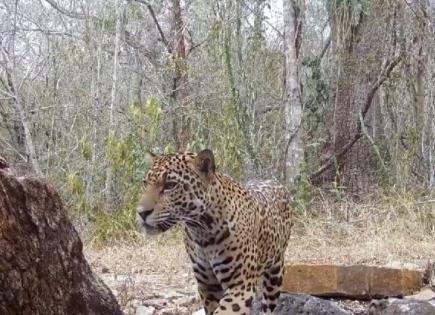 Avistamiento de un jaguar en la Huasteca