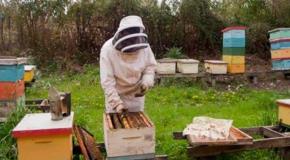 Avanza producción de miel en el estado