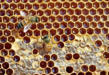 Premia 3M a investigadora  en salud de las abejas