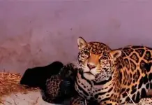 Llegada de tres cachorros de jaguar a Chapultepec
