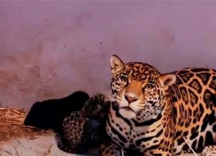 Llegada de tres cachorros de jaguar a Chapultepec