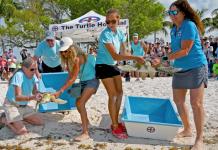 Liberación de tortugas marinas en el Día de la Tierra