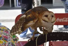 Foto del Día | La Lechuza: Protectora del Ecosistema