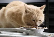 Alimentaci&oacute;n de gatos: &iquest;Pueden comer j&iacute;cama?