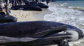 Tragedia de Ballenas Piloto Varadas en Australia