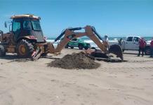 Sepultura de Animales Marinos en Fosa de Playa