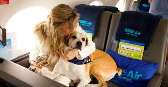 Las Mejores Aerolíneas para Viajar con Mascotas
