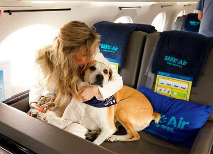 Las Mejores Aerolíneas para Viajar con Mascotas